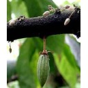 Kakaowiec (Theobroma Cacao) odmiana Forastero sadzonki 10-15 cm